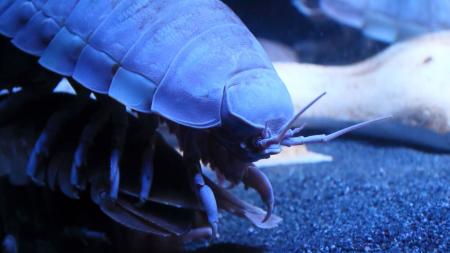 Extrémní kuchyně: Dost bylo vtipů o mouše v polévce! Tenhle ramen s půlmetrovým členovcem ji snadno trumfne 