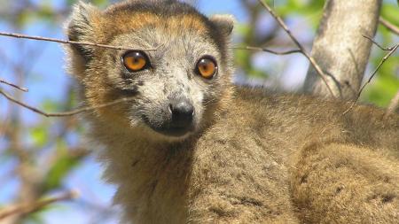 Lemur korunkatý v rezervaci Ankarana - Cestovinky.cz