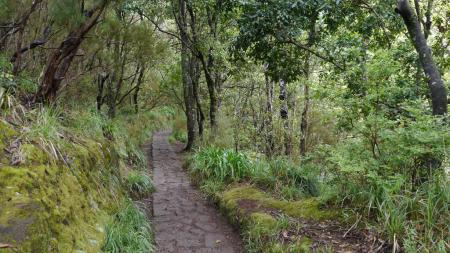 Vavřínový les na ostrově Madeira - cesta v lese - Cestovinky.cz