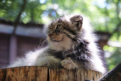 Šelma manul