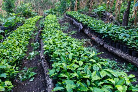 Matagalpa v Nikarague