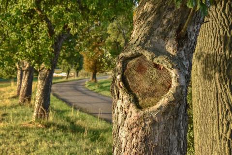 Romantika i symbol života