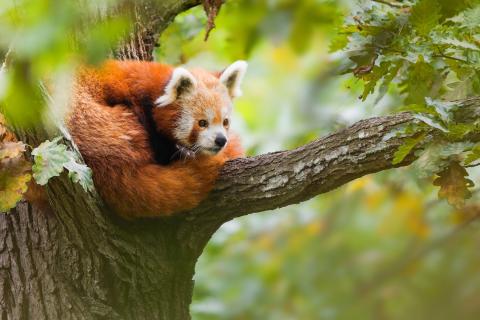 Panda červená stočená do klubíčka na stromě.