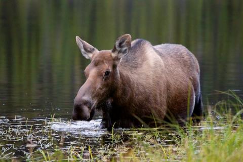 Denali - los ve vodě - Cestovinky.cz