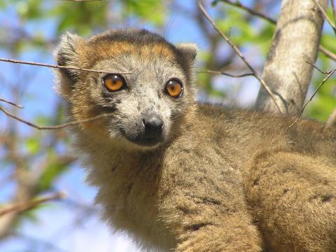 Lemur korunkatý v rezervaci Ankarana - Cestovinky.cz