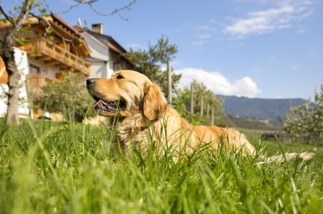 pes na louce Tyrolsko