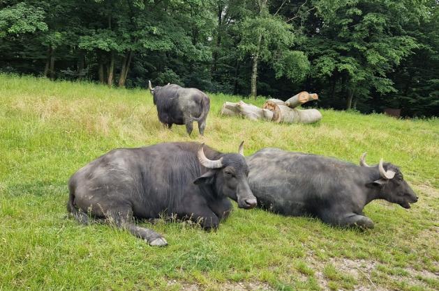 safari zoo Ostrava