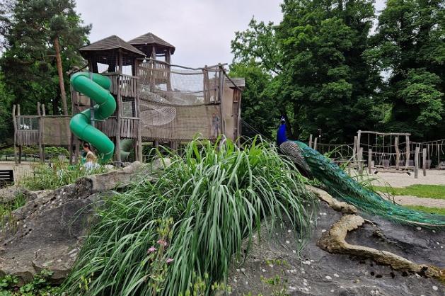 pávi zoo Ostrava