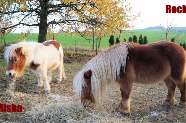 Rocky a Misha