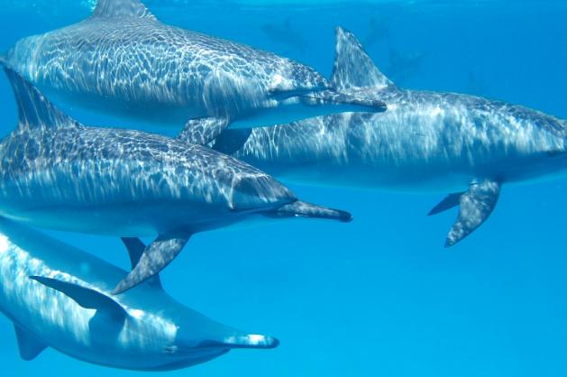 Útes delfínů