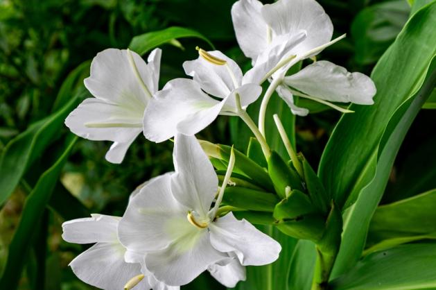 Hedychium coronarium