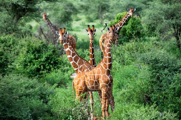 NP Samburu