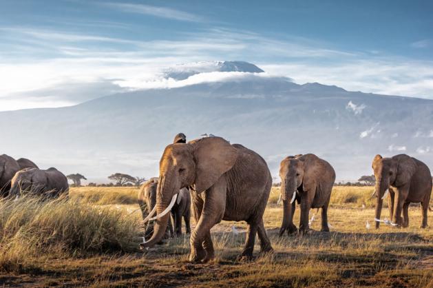 NP Amboseli