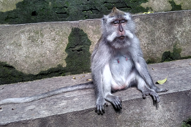 Opice na Bali - Cestovinky.cz