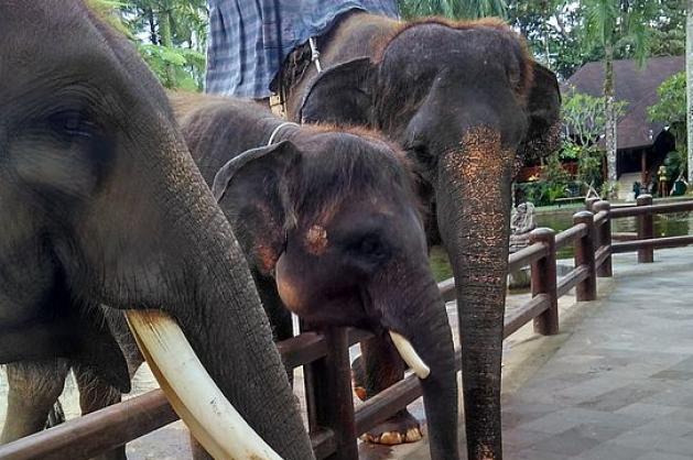 Sloni na Bali - Cestovinky.cz