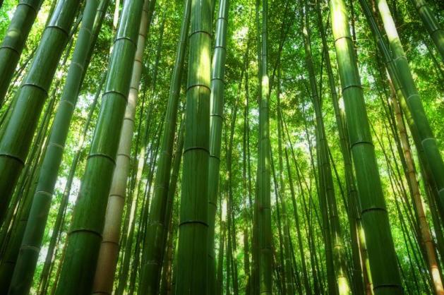 bambusový les Sagano