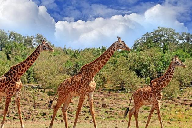 South Luangwa