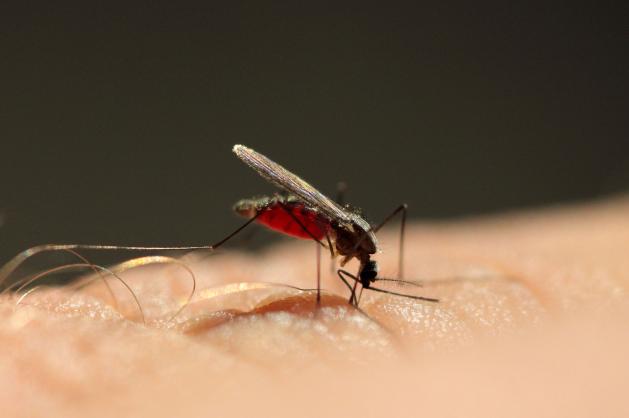 Anopheles mosquito - Cestovinky.cz