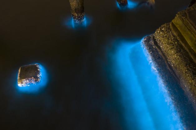 Plankton – bioluminiscence