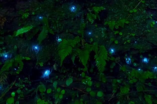 Slizová vlákna larev Arachnocampa Luminosa