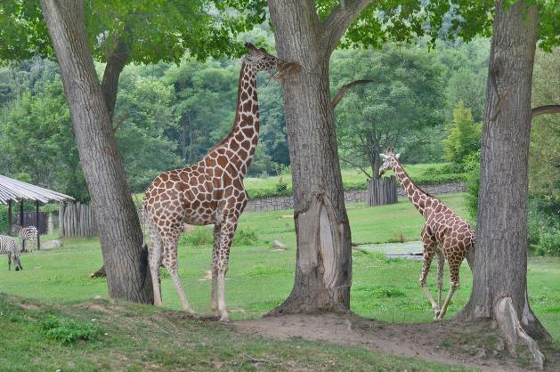 Safari Park Dvůr Králové