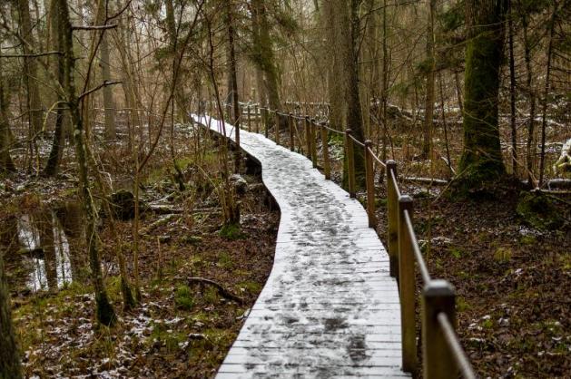 Bělověžský národní park – chodník