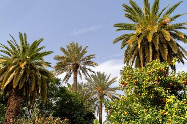 Palmy v izraelském letovisku Netanya