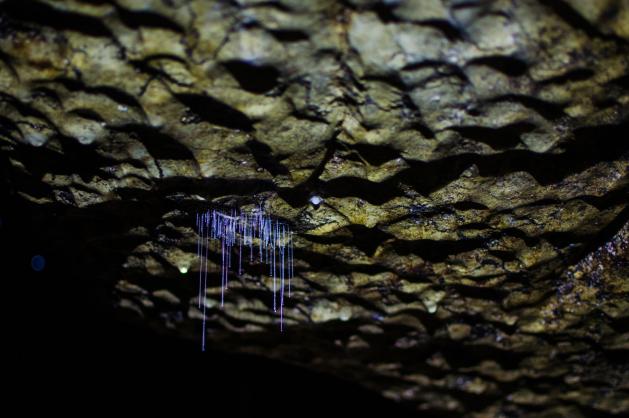 Arachnocampa Luminosa – slizová vlákna
