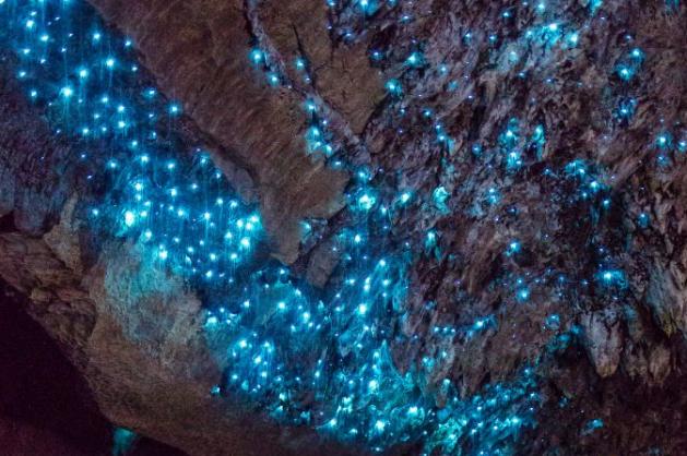 Svítící červíci v jeskyni