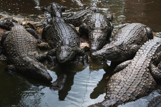 Krokodýlí park La Vanille na Mauriciu
