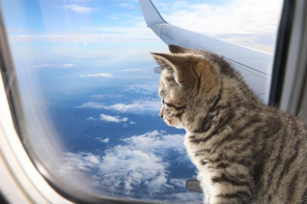 Kočka v letadle