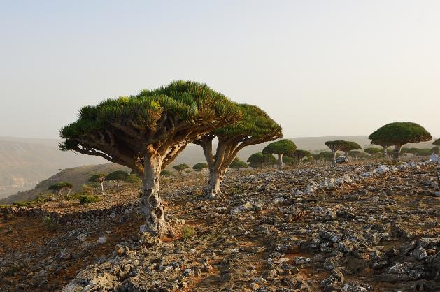 stromy na Sokotře