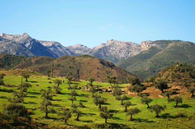 Olivové háje v Andalusii.
