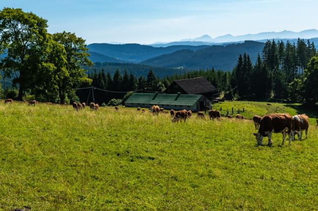 Pohled na pasoucí se krávy