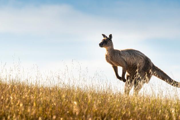 Klokan Kangaroo Island