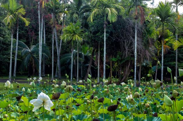 Botanická zahrada Pamplemousses na Mauriciu