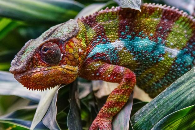 Chameleon – nejbarevnější zvířata světa