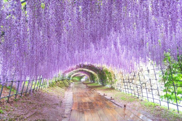 Květinový tunel v zahradách Kawachi Fuji, Japonsko