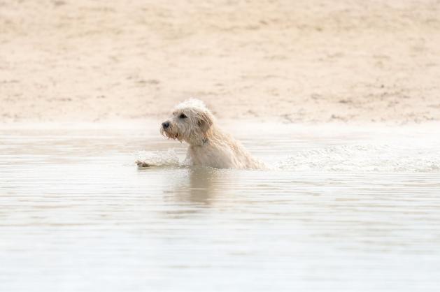 Mokrý pes ve vodě