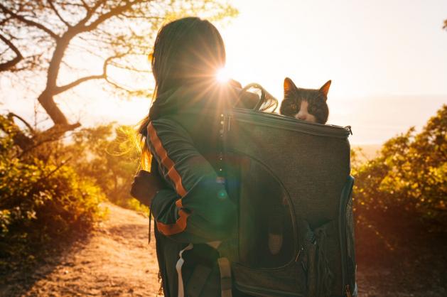 Cestování s kočkou