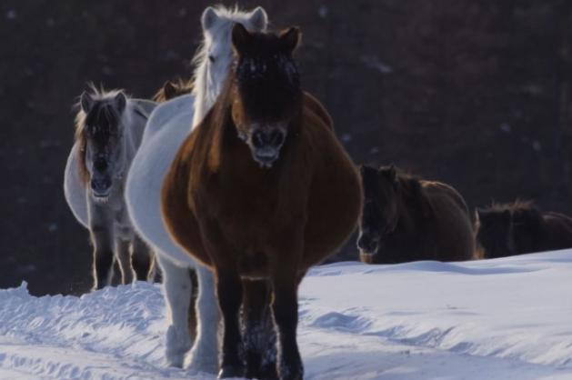 Koně v Ojmjakonu na Sibiři
