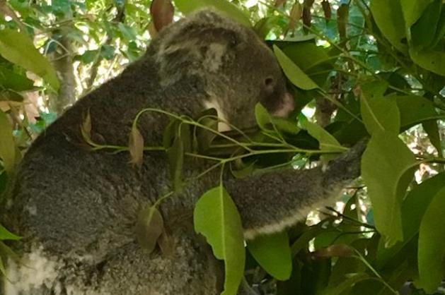 Koala v Austrálii - Cestovinky.cz