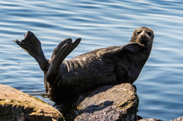 Ladožské jezero – tuleň