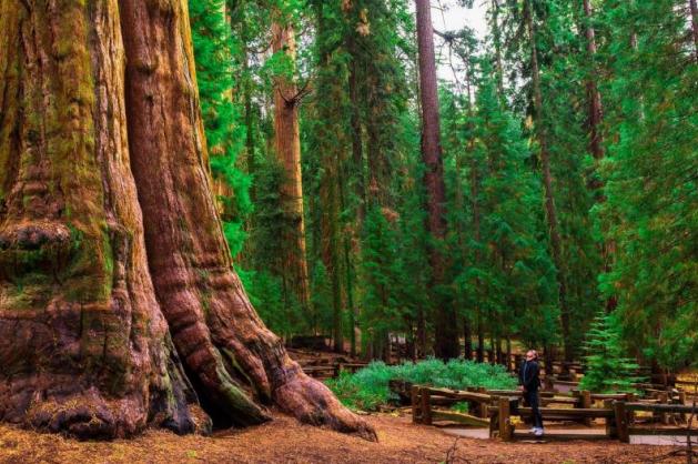 Sequoia 1