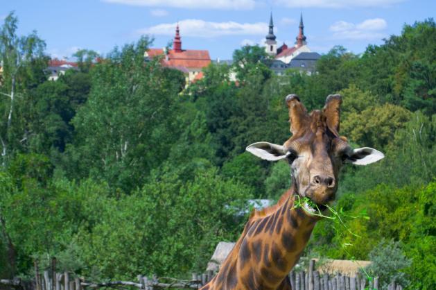 Žirafa v jihlavské zoo