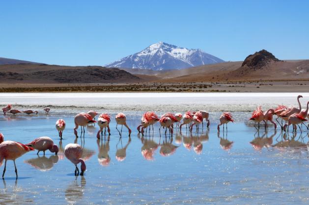 Salar de Uyuni plameňáci