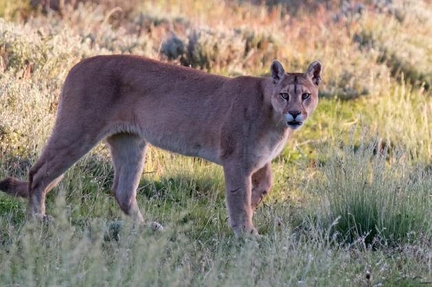 Torres del Paine puma