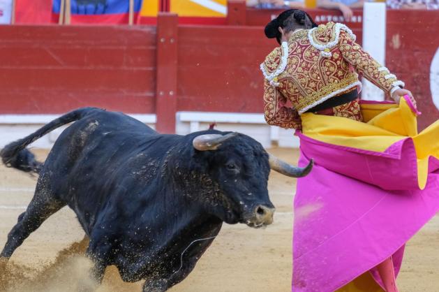 Toreador čelí býkovi 