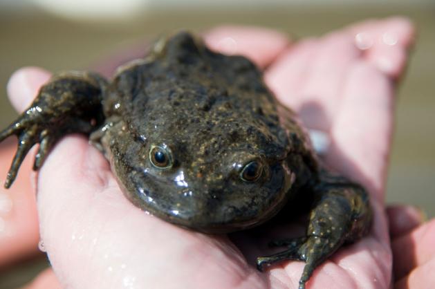 Telmatobius culeus