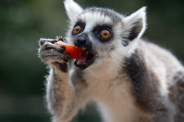 Lemur pojídající ovoce